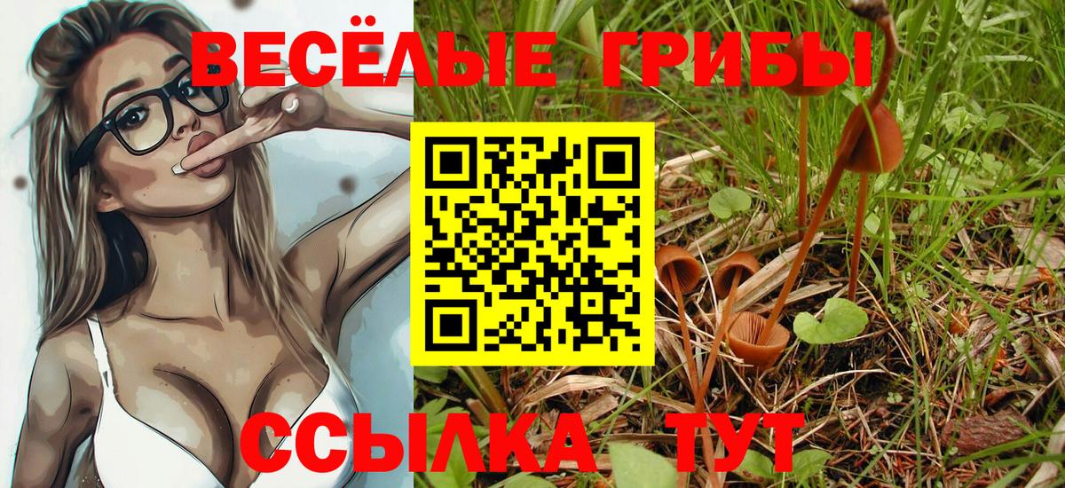 Галлюциногенные грибы Psilocybine cubensis  Вход с VPN  Кузнецк 